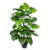 Pothos verde - Ø55x80 cm Con Maceta - Imagen 2