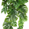 Philodendro verde Colgante - 60cm. - Imagen 2