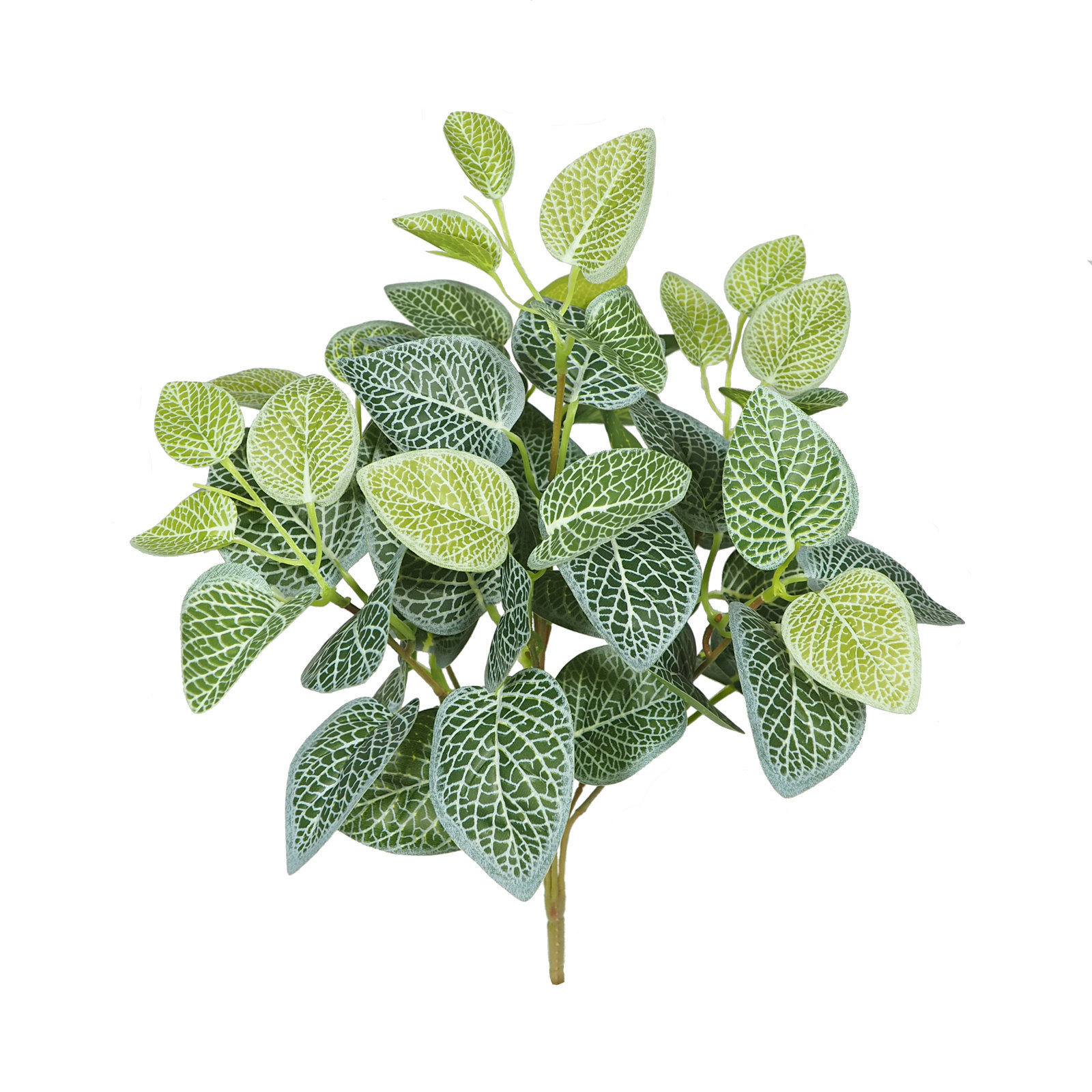 2630211.jpg Fitonia 7 tallos- 40cm. - Imagen 1