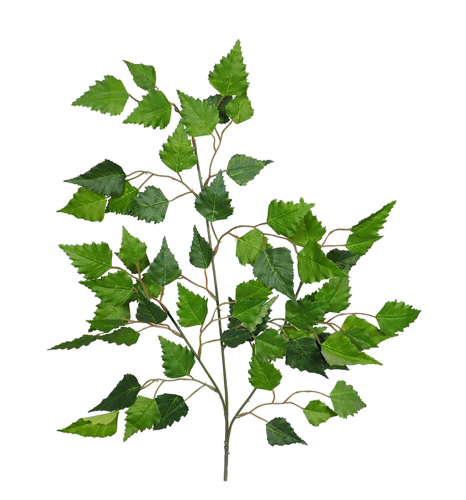 2870160.jpg Rama de Betula verde - 60cm - Imagen 1