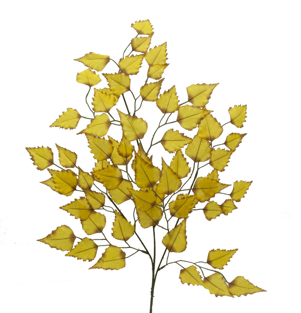 2870162.jpg Rama de Betula amarilla - 60cm - Imagen 1