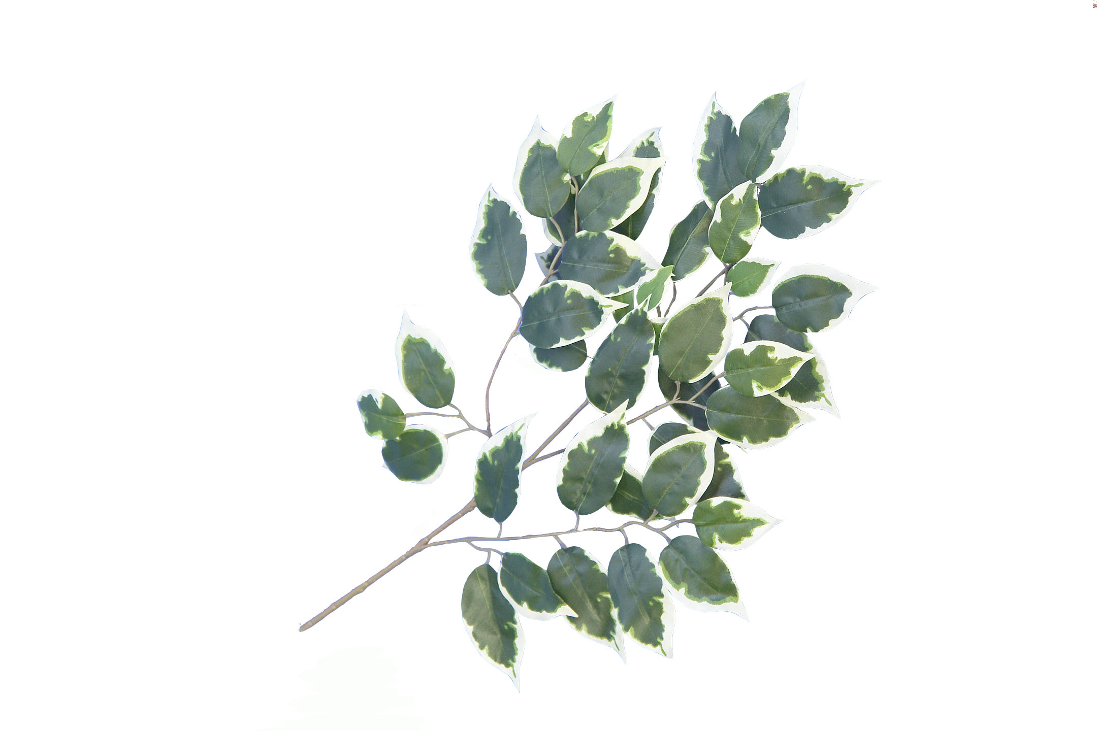 2880360.jpg Rama de Ficus Basic variegata - 57cm - Imagen 1