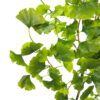 Rama Ginko Verde 120 cm. - Imagen 2