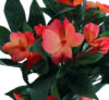 Alegria Naranja Mac. Ø10x30cm. - Imagen 2