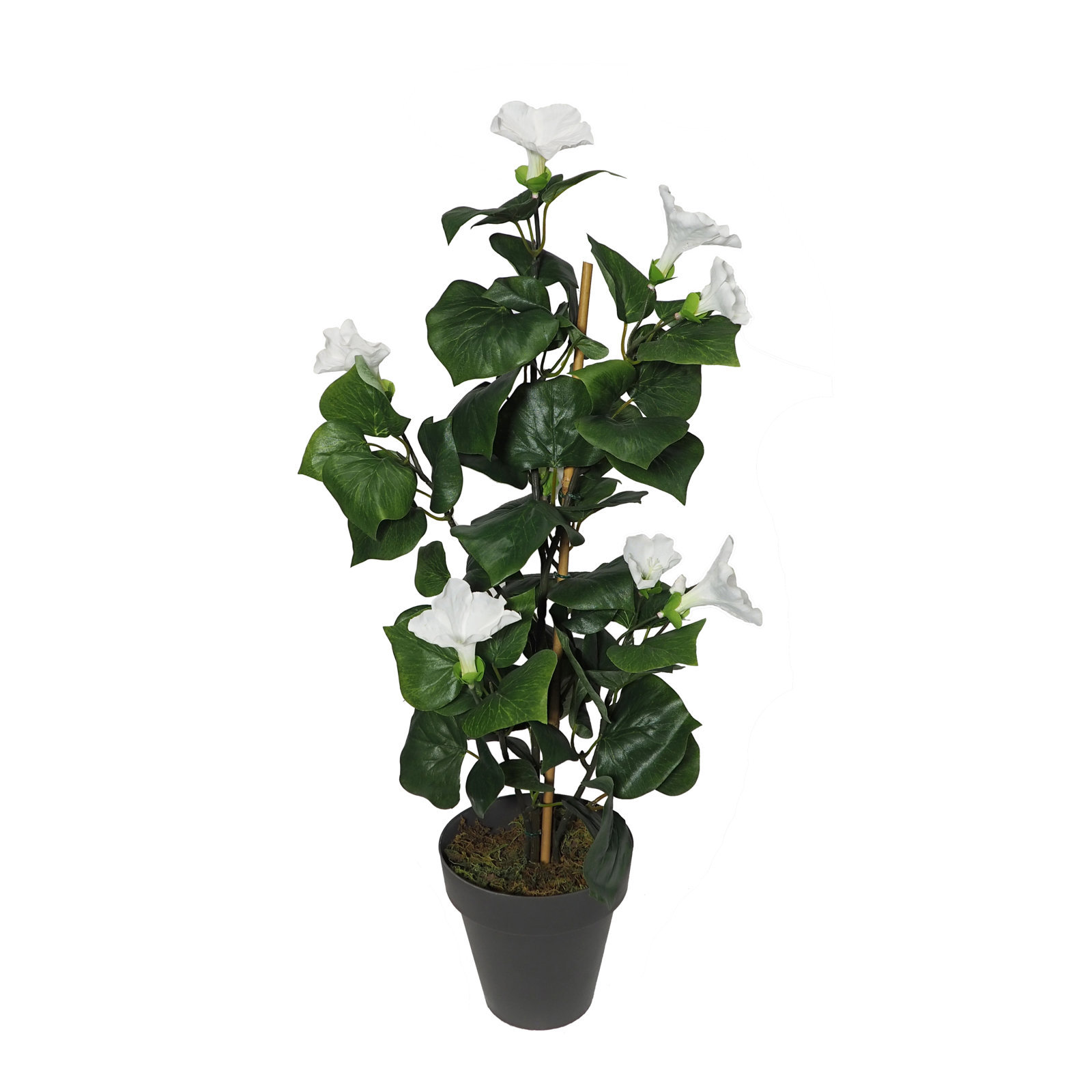 2920720a.jpg Petunia Crema 63cm - con MacetaØ14 - Imagen 1