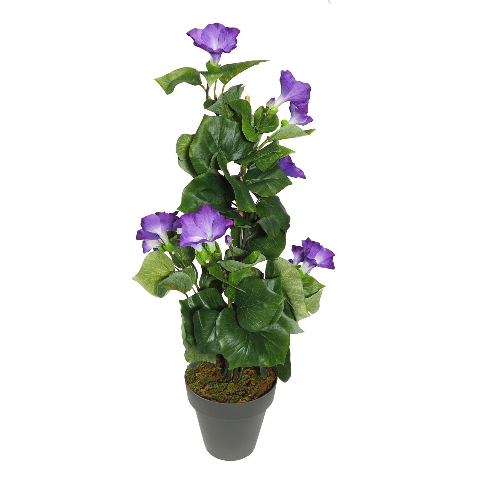 2920726a.jpg Petunia Violeta 63cm - con MacetaØ14 - Imagen 1