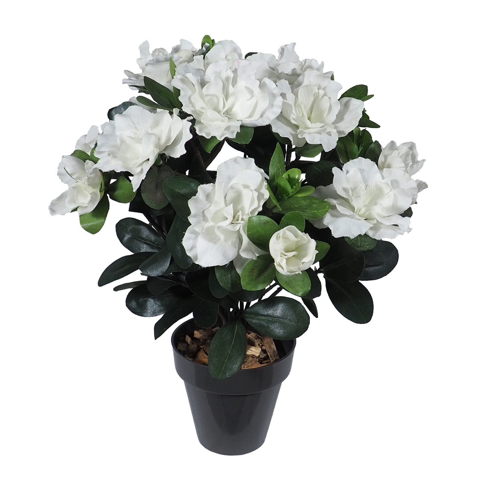 2920730A.jpg Azalea crema con Maceta Ø10x30cm. - Imagen 1