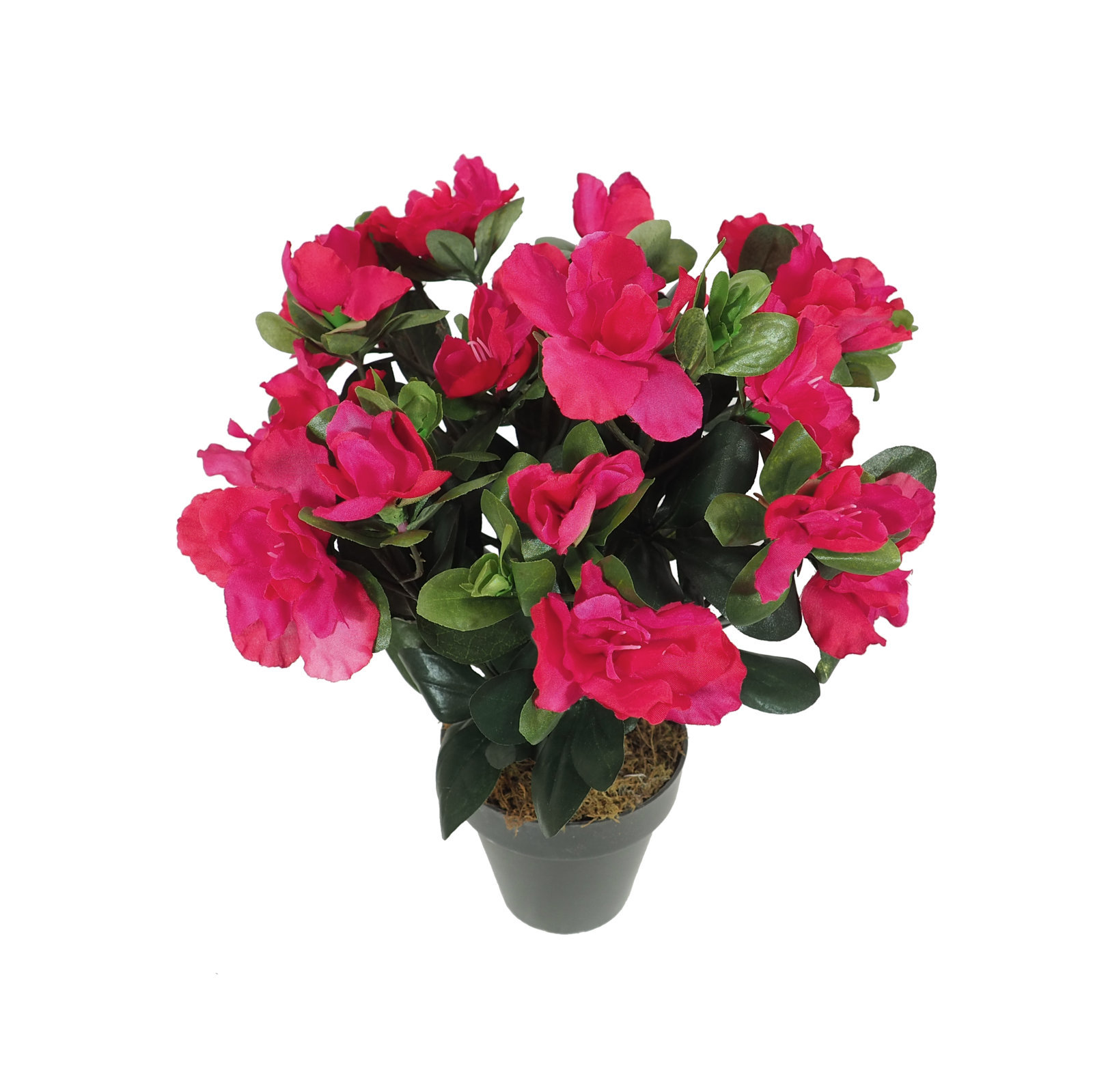 2920734a.jpg Azalea crema con Maceta Ø10x30cm. - Imagen 1