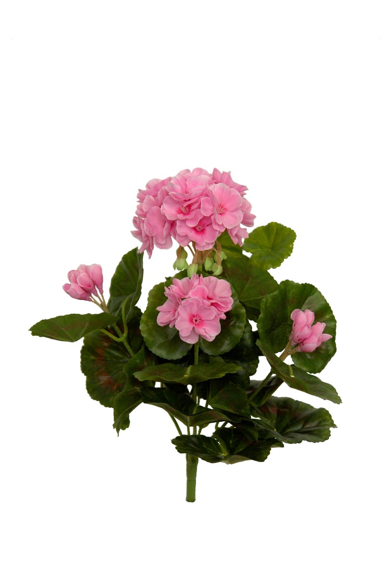 2920754.jpg Geranio rosa Med. - 32cm - Imagen 1