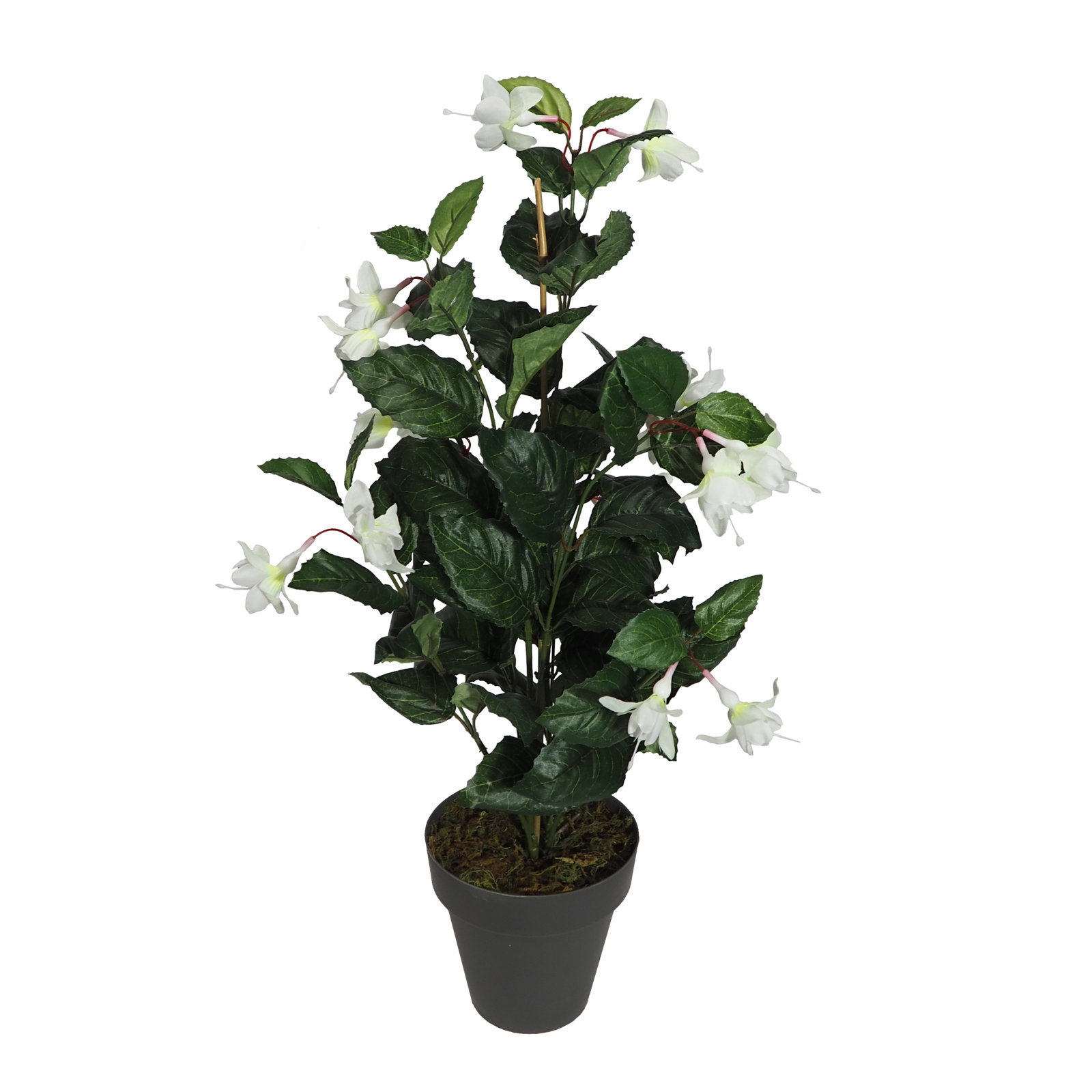 2920830a.jpg Fuchsia Blanca 63cm - con MacetaØ14 - Imagen 1