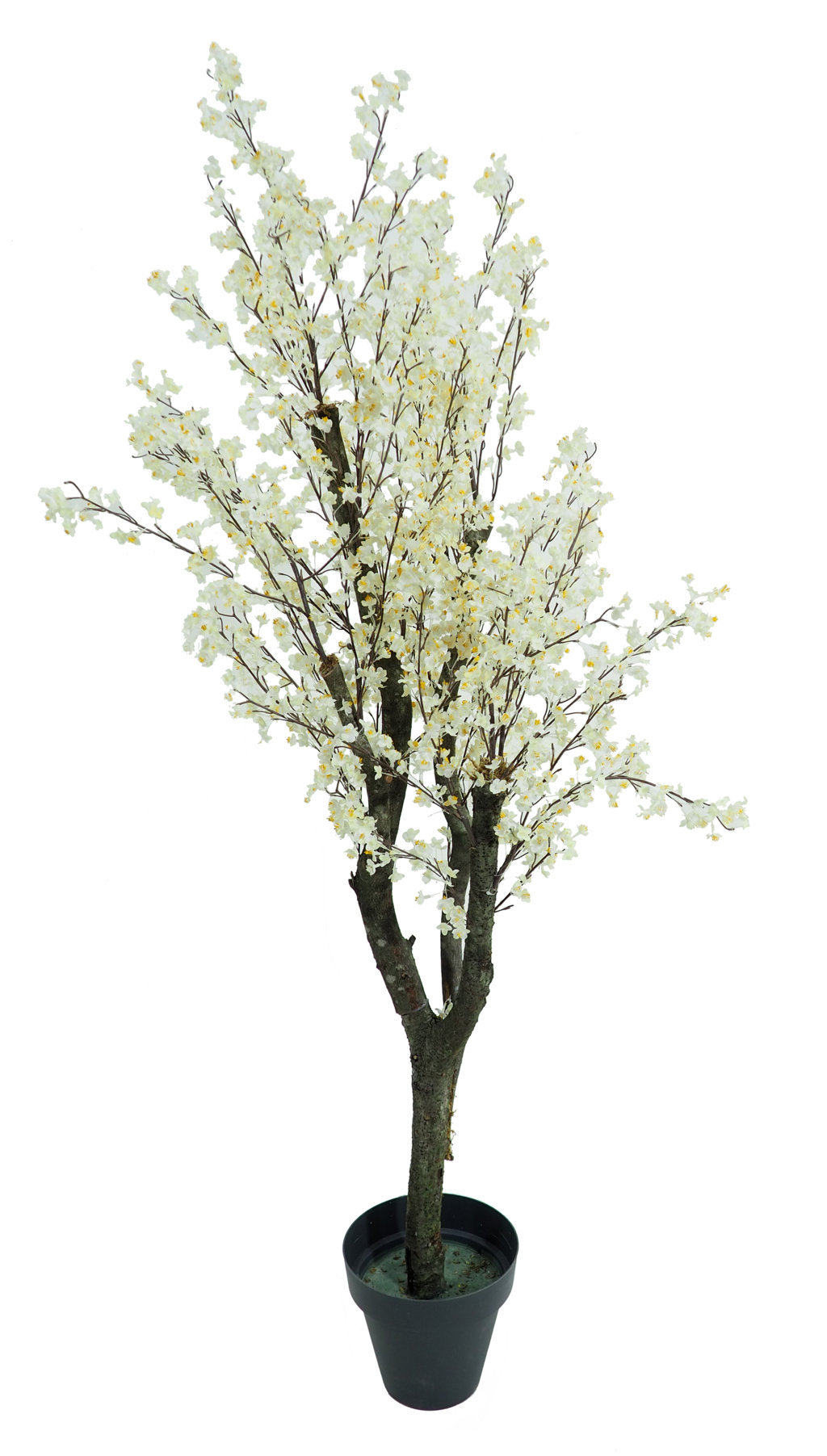 3513312.jpg Arbol de Almendro crema Natur - Imagen 1
