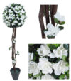Árbol de Azalea crema bola - Imagen 2
