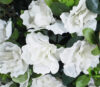 Árbol de Azalea crema bola - Imagen 4