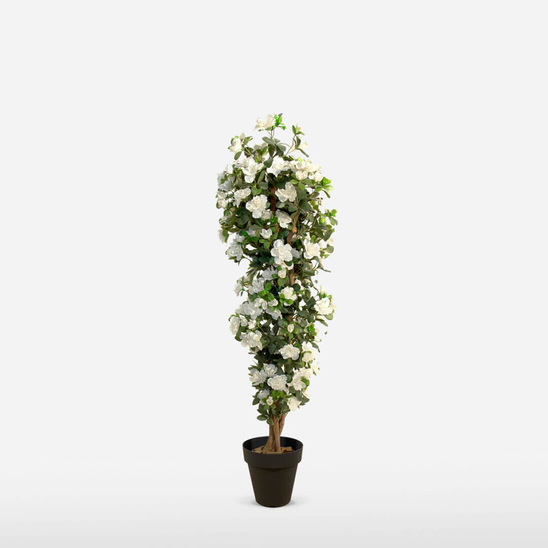 3547108.jpg Árbol de Azalea crema - Imagen 1