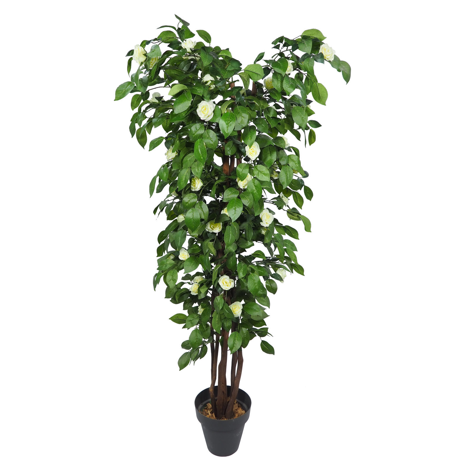 3550111.jpg Árbol de Camelia Crema Tronco Trenzado - Imagen 1