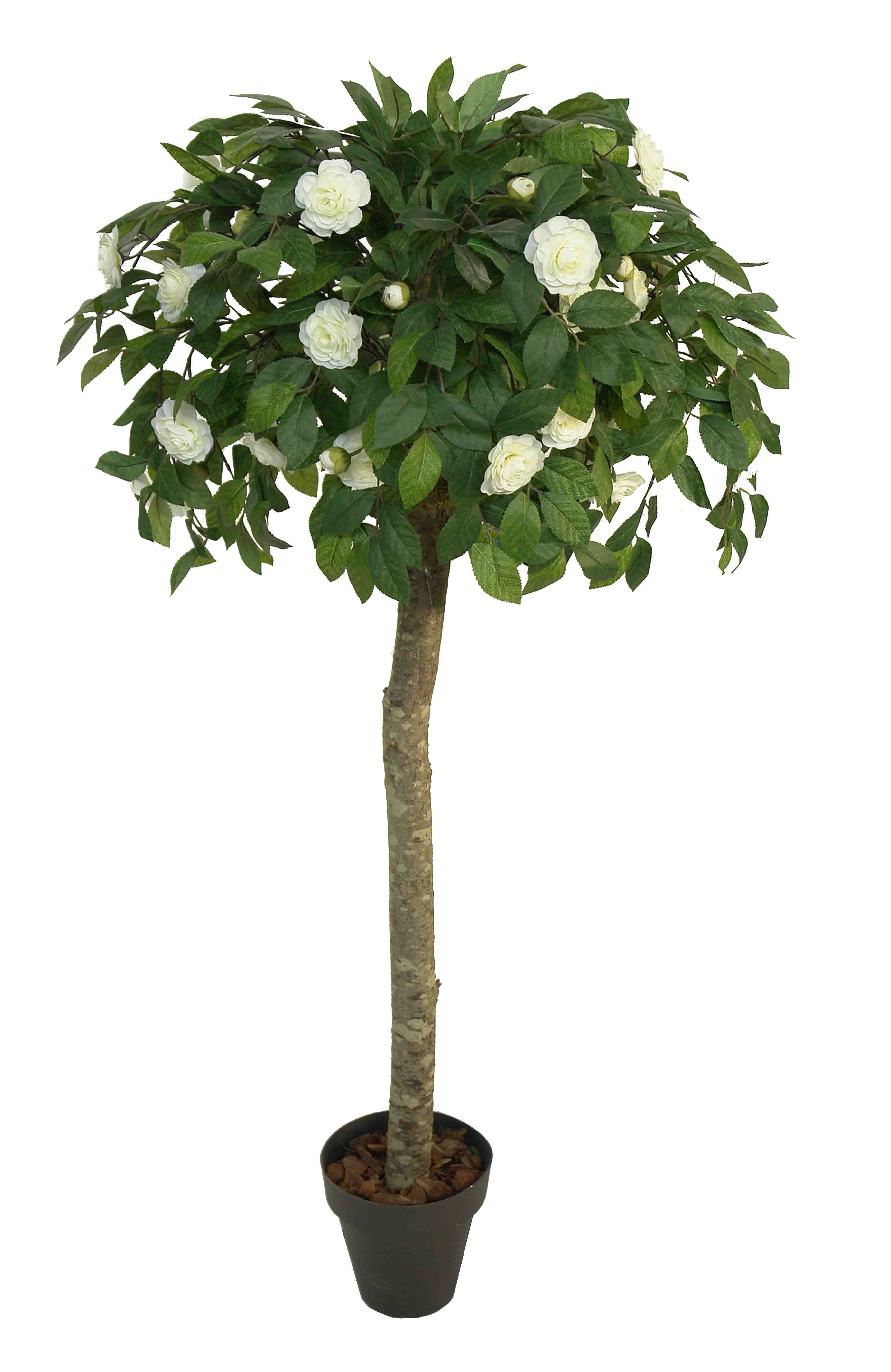 3550211.jpg Árbol de Camelia crema bola Ø70 - Imagen 1