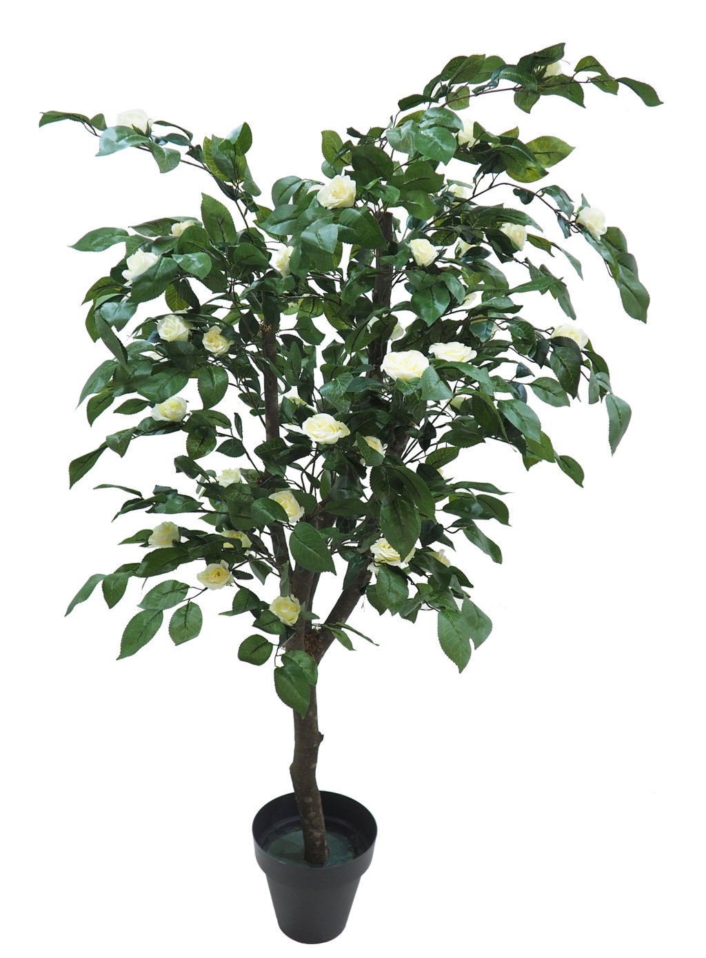 3550412.jpg Árbol de Camelia crema Natur - Imagen 1
