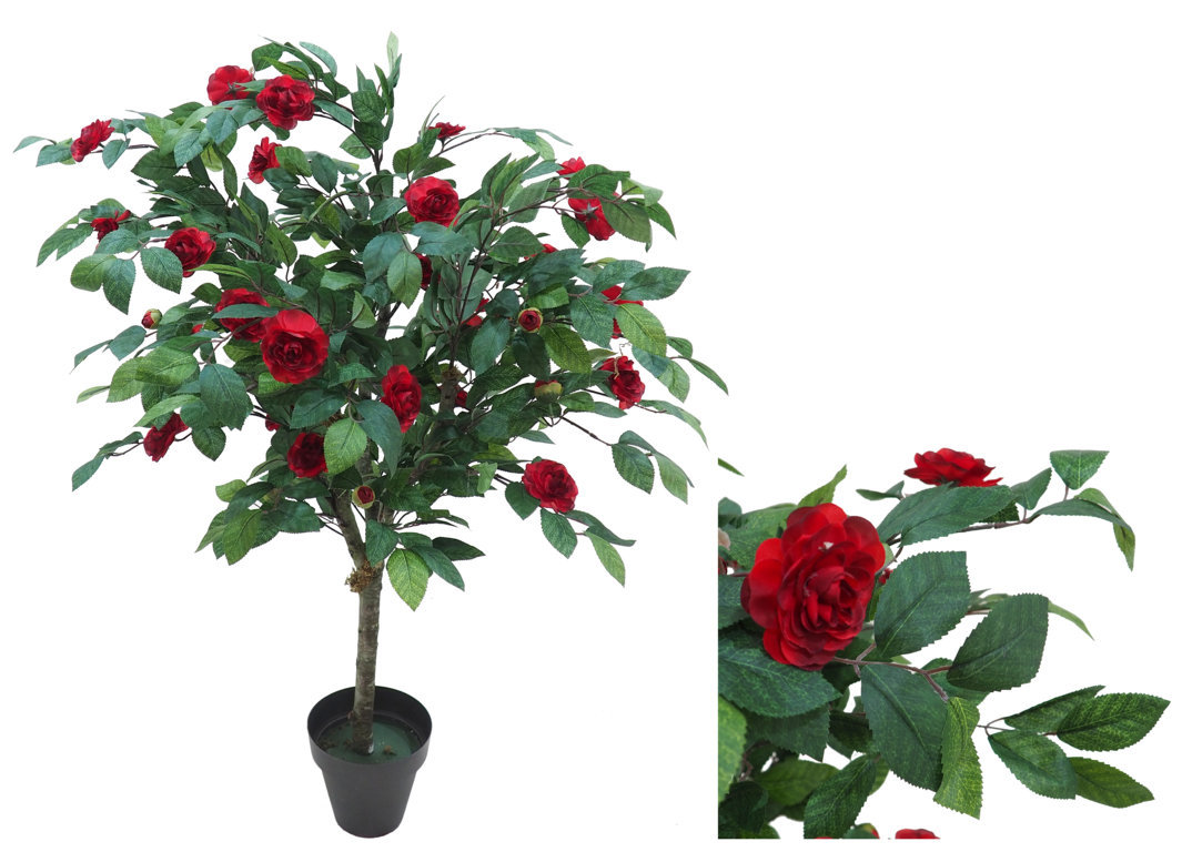 3552412.jpg Arbol de Camelia roja Natur - Imagen 1