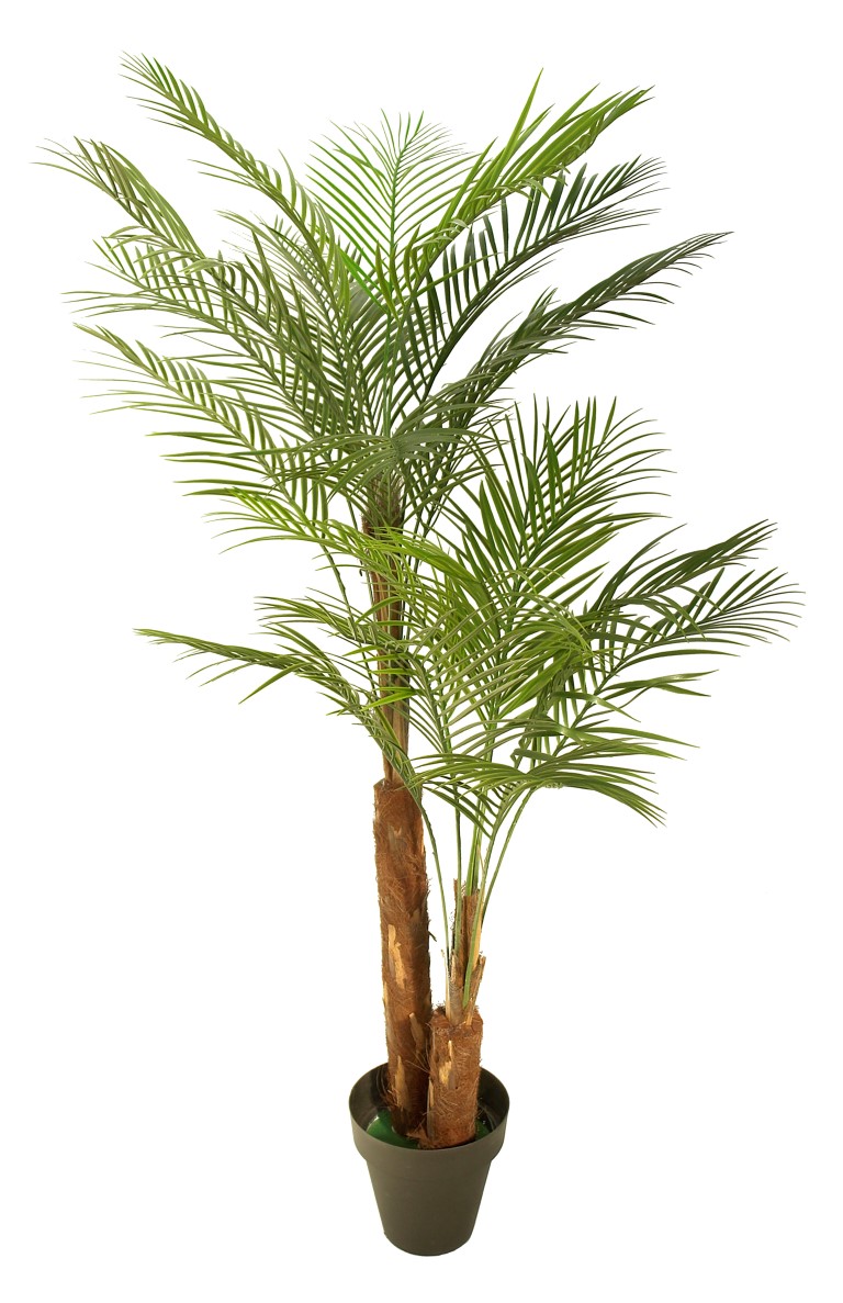 3588221.jpg Areca Oasis 2 troncos tropicales - 210cm - Imagen 1