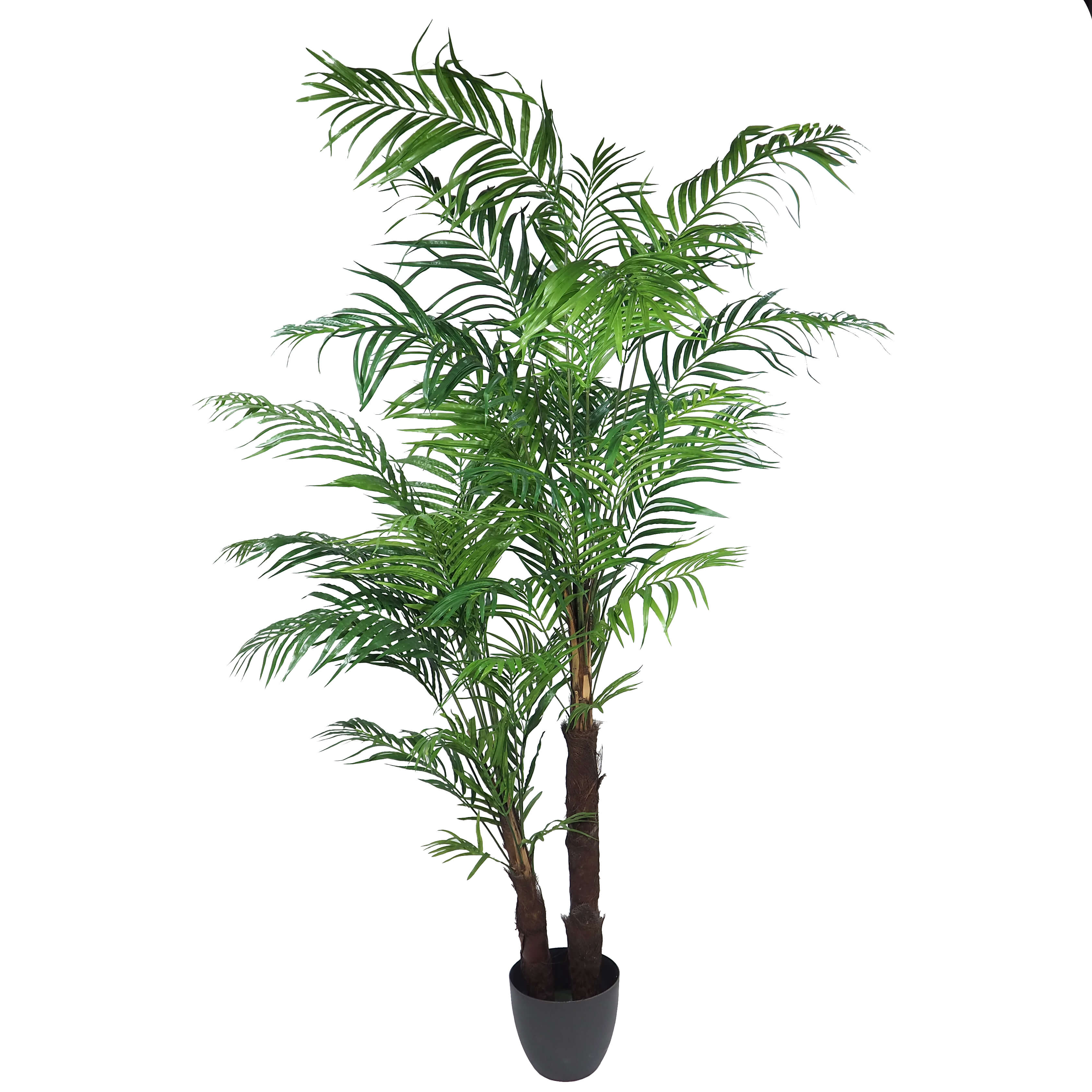 3589224.jpg Areca Princess tronco tropical - Imagen 1