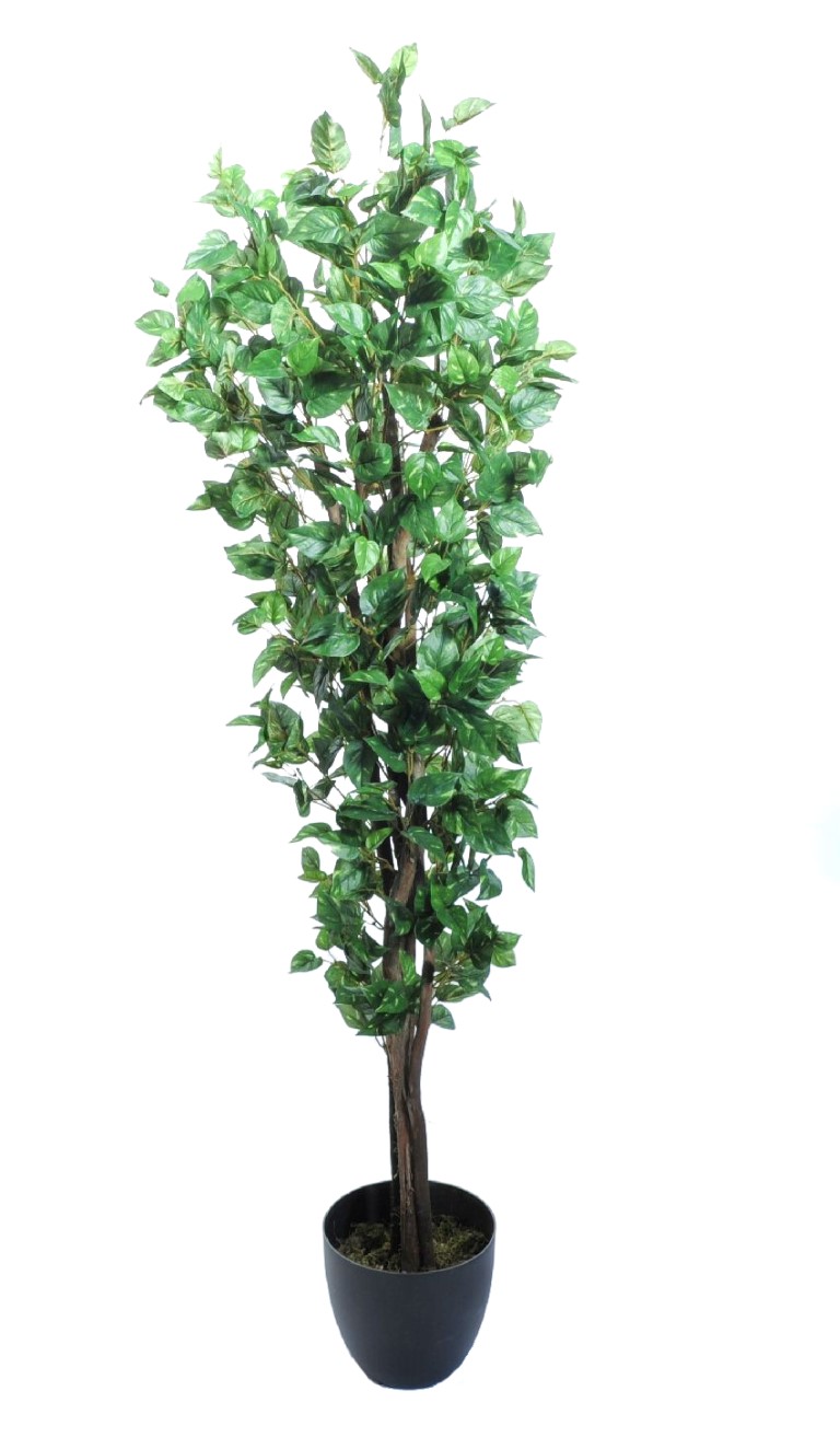 3592208.jpg Árbol de Pothos mini - Imagen 1