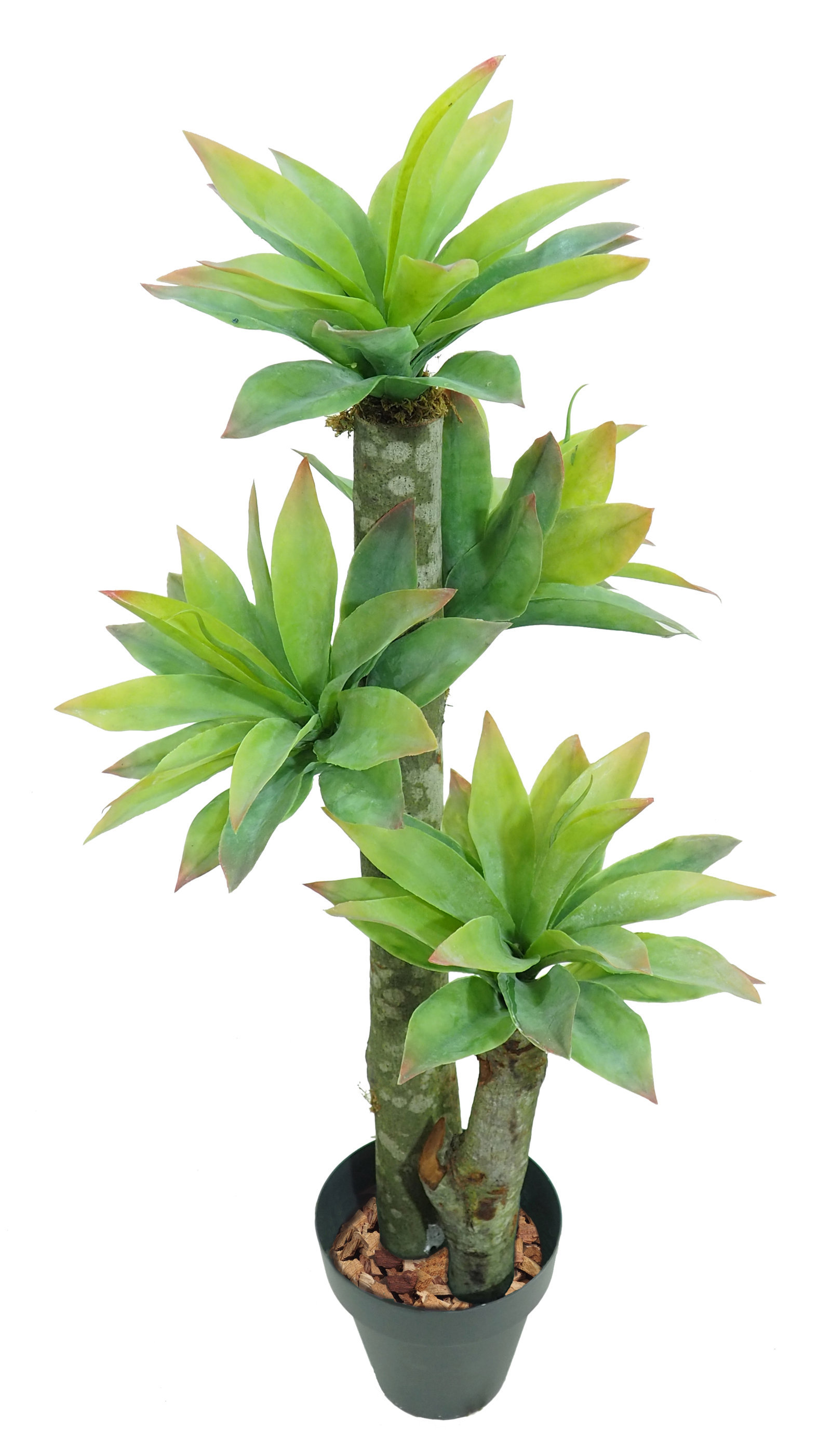 3593609.jpg Yuca Hoja Ancha Natur - Imagen 1