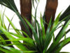 Yuca verde/rojo 3 troncos tropicales - 150cm - Imagen 2