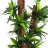 Dracena reflexa 3 troncos tropicales - 135cm - Imagen 2