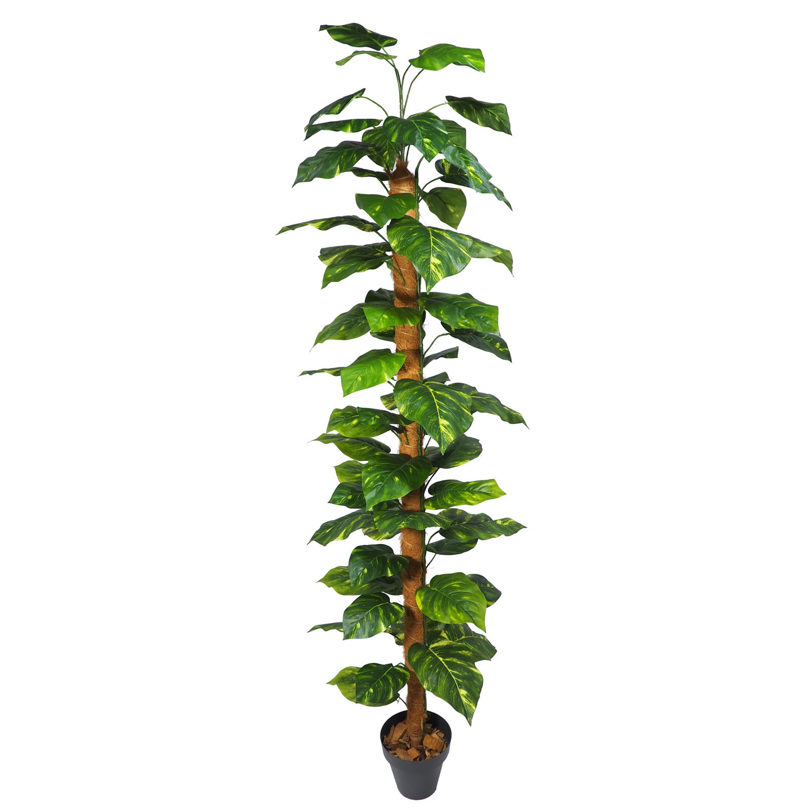 3600004.jpg Pothos Vgta. C/Tutor y Maceta - 180cm. - Imagen 1
