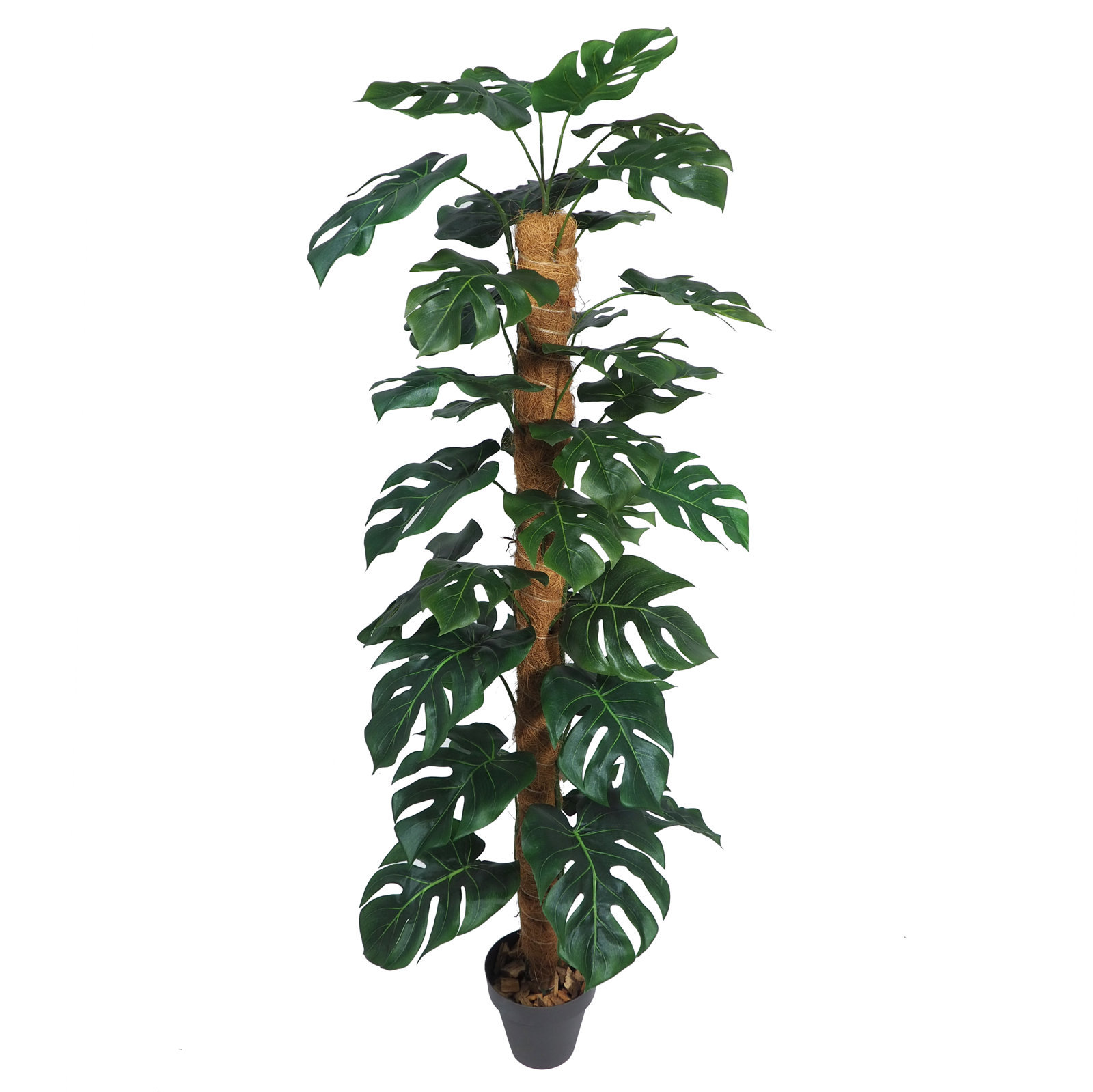 3600005A.jpg Monstera Verde C/Tutor Coco C/Maceta - 120cm. - Imagen 1