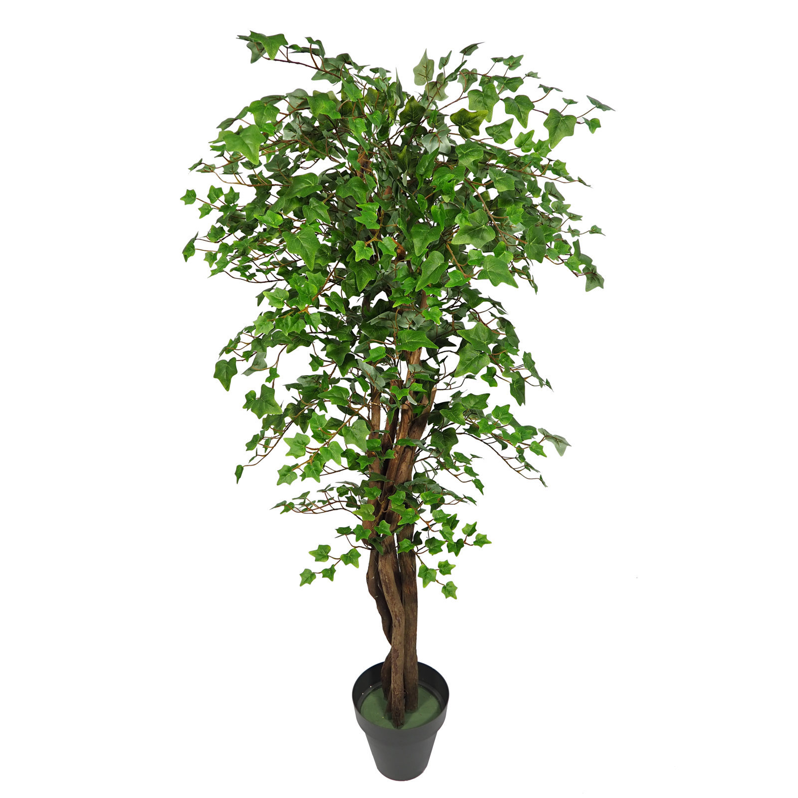 3600415 Arbol de Hiedra verde tronco trenzado - Imagen 1