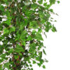 Arbol de Hiedra verde tronco trenzado - Imagen 2