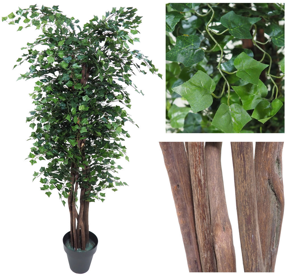 3600611.jpg Árbol de Hiedra mini verde tronco trenzado - Imagen 1