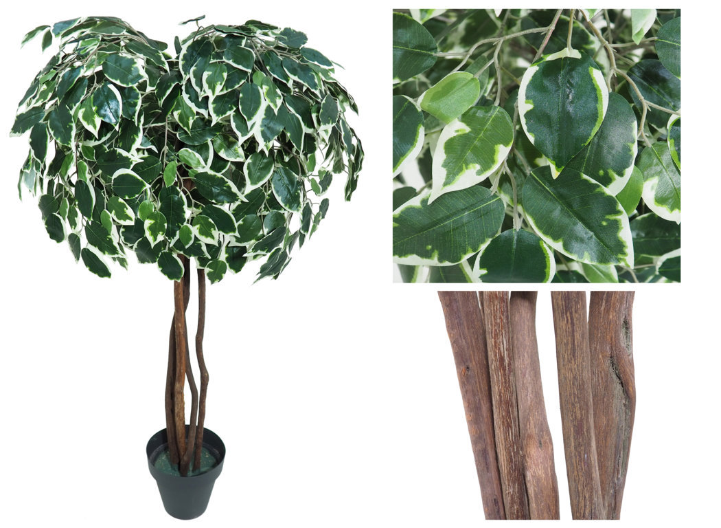 3605211.jpg Árbol de Ficus basic variegata Bola - Imagen 1
