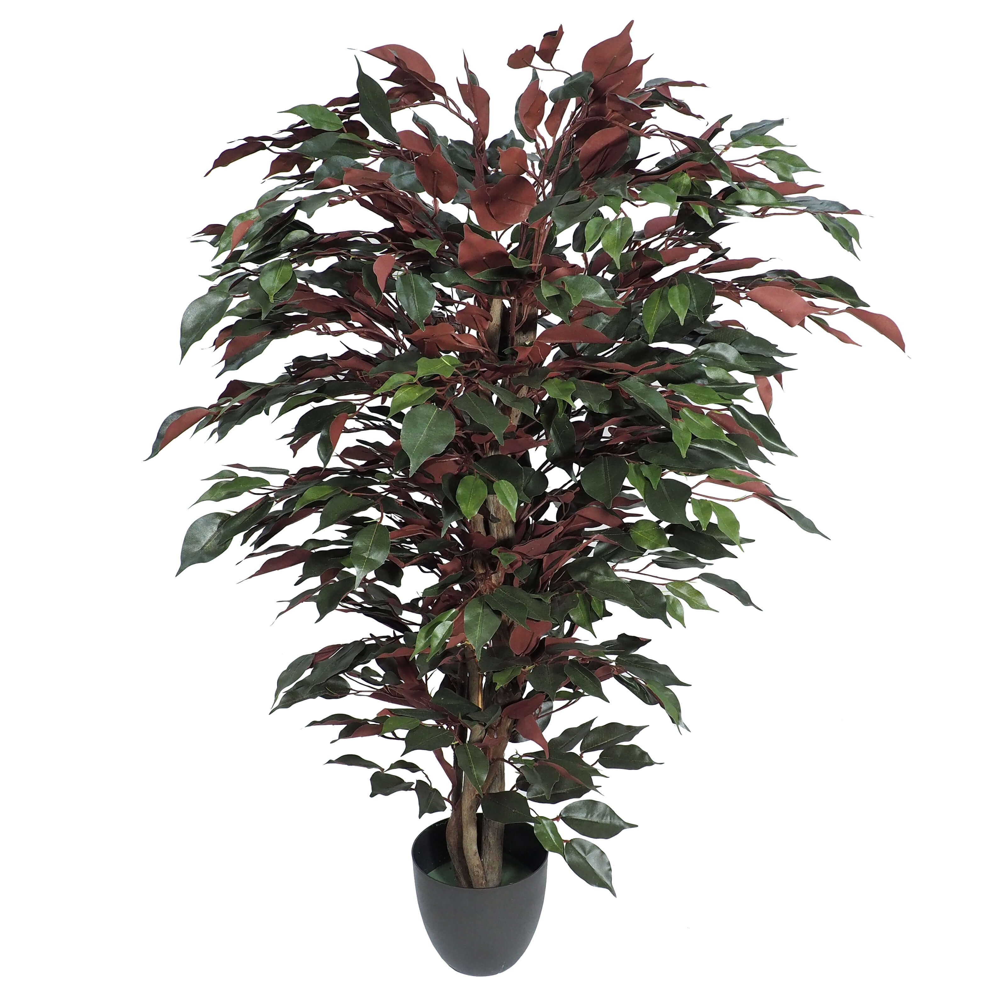 3606108-1.jpg Árbol de Ficus Benjamina Verde/Rojo Classic - Imagen 1