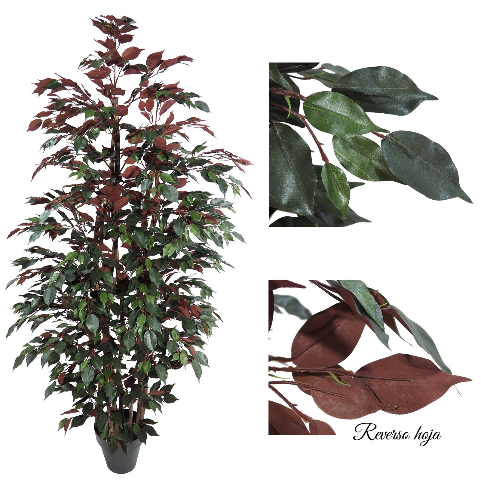 3606616.jpg Ficus Benjamina Verde/rojo Bosque 1 Cara - Imagen 1