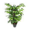 Ficus Basic Verde Pequeño