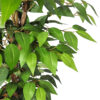 Ficus Basic Verde Pequeño - Imagen 2