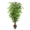 Ficus Basic Verde
