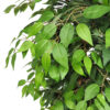 Ficus Basic Verde - Imagen 2