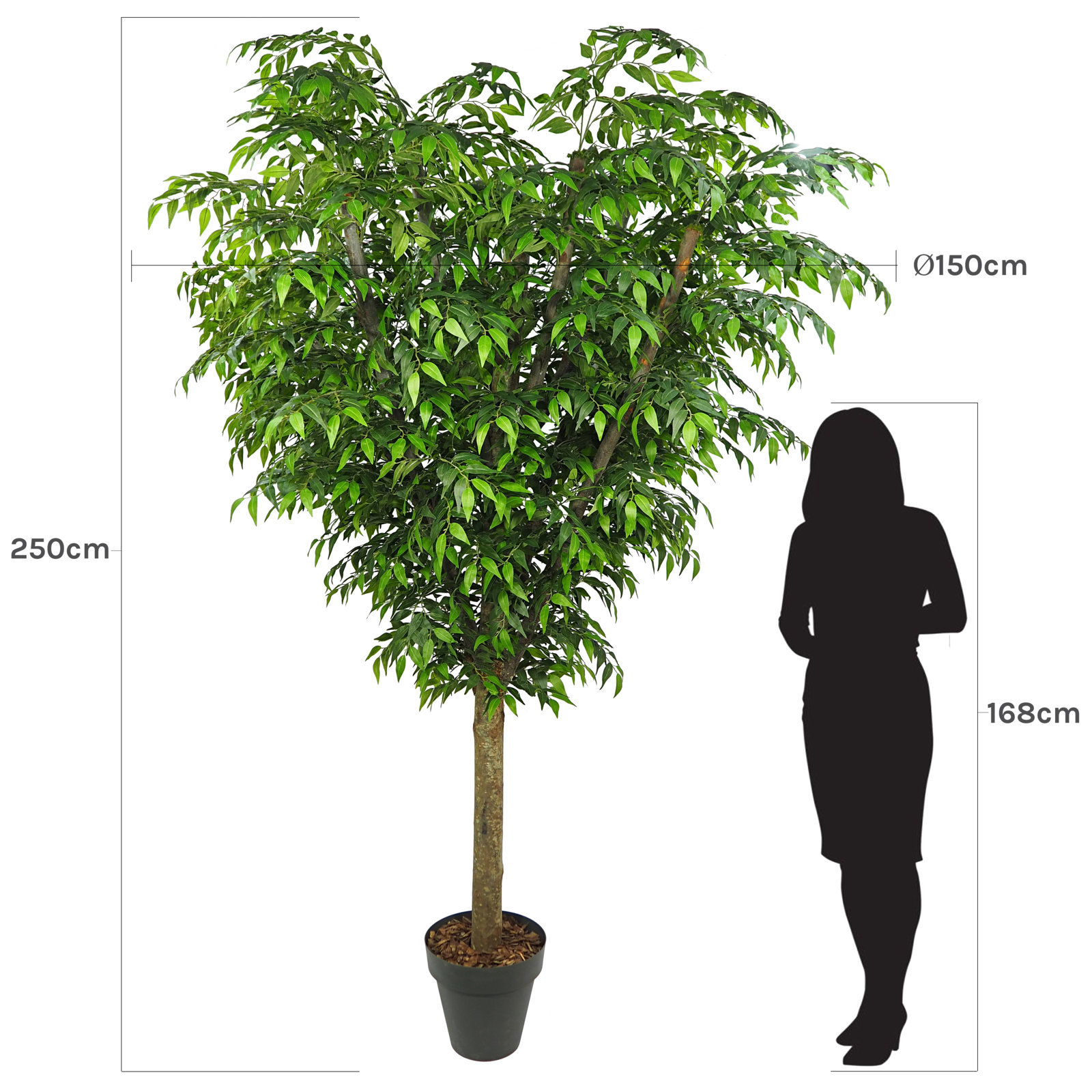 3609424b.jpg Arbol Ficus Francés Natur Ø150x250cm DESMONTABLE - Imagen 1
