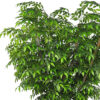Arbol Ficus Francés Natur Ø150x250cm DESMONTABLE - Imagen 2