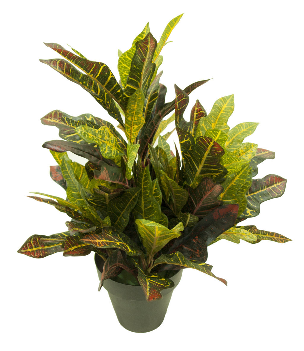 3612106.jpg Croton luxe multicolor con maceta -60cm. - Imagen 1