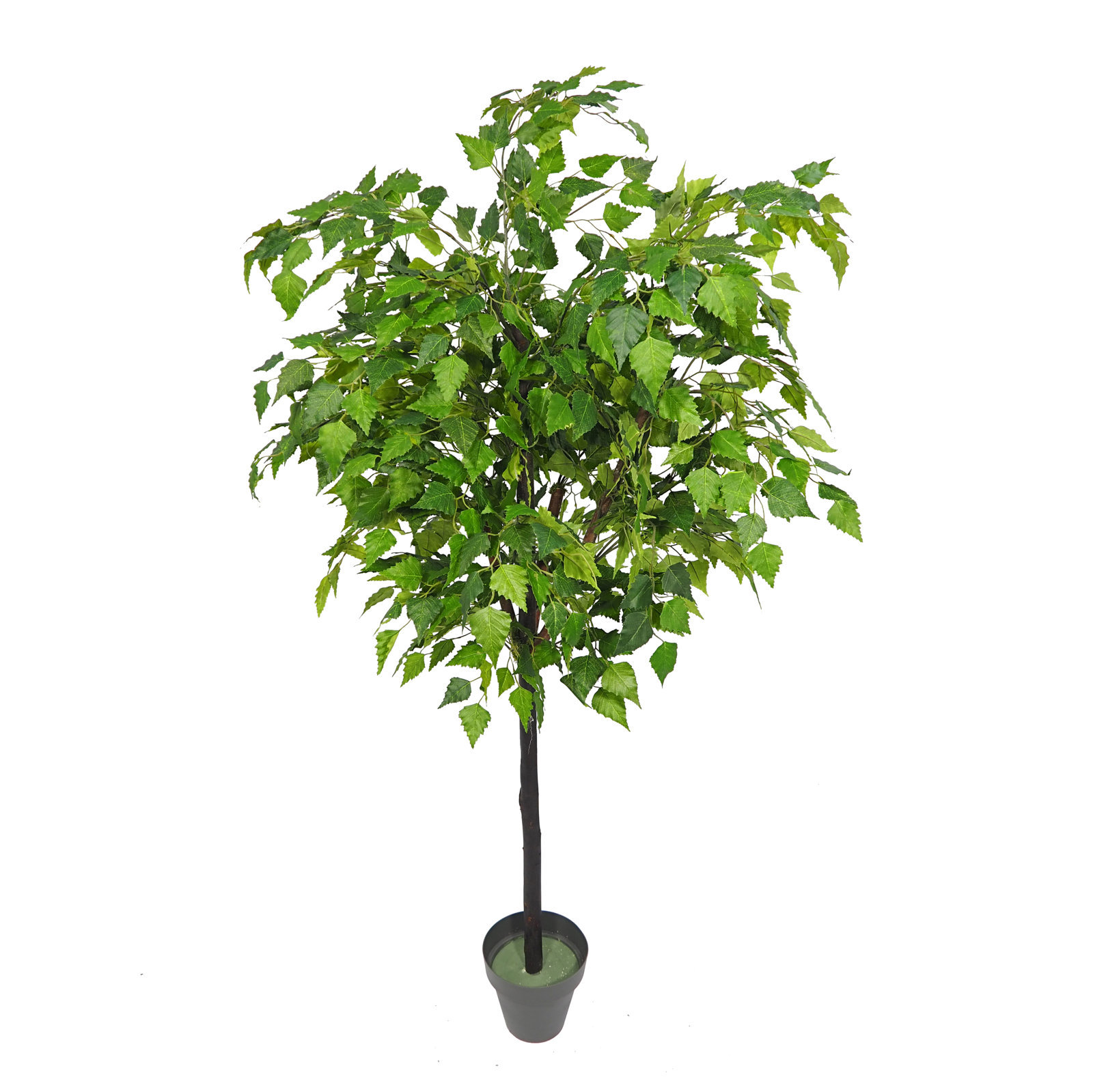 3615415 Arbol de Betula verde Natur - Imagen 1