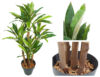 Dracena Variegata multitronco - 110cm.