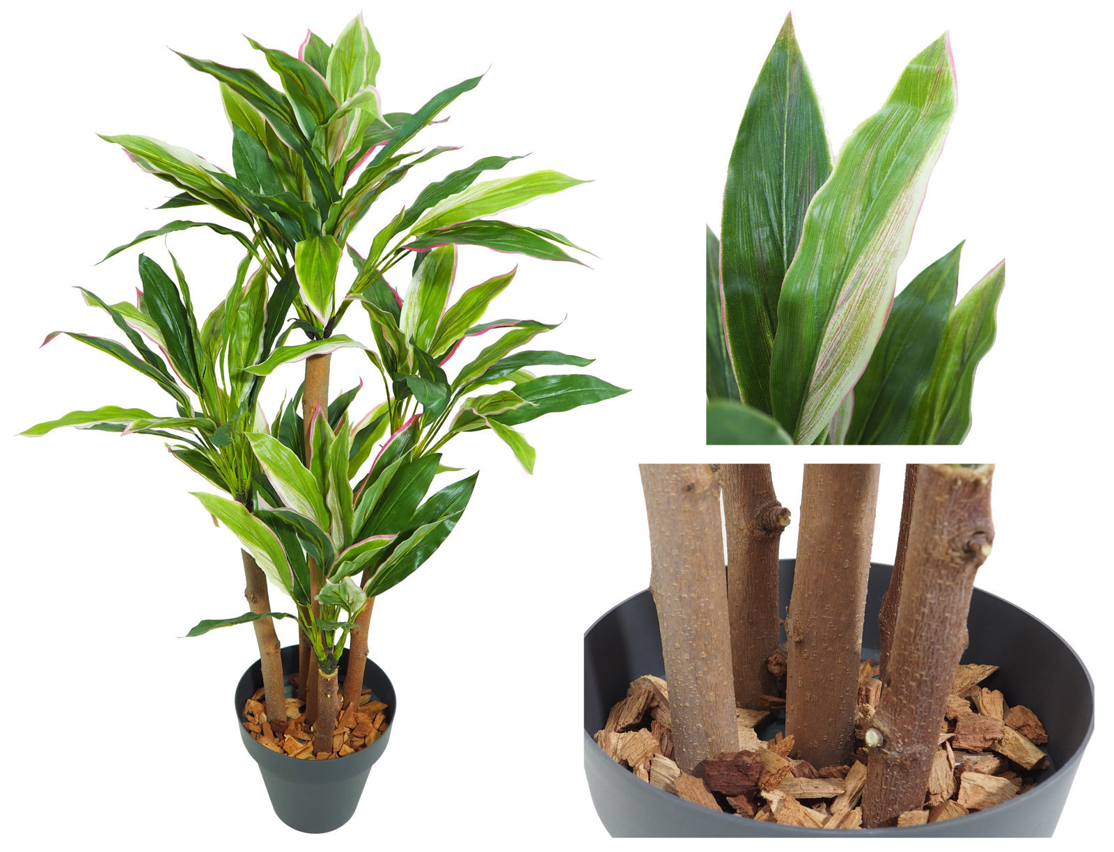 3617311.jpg Dracena Variegata multitronco - 110cm. - Imagen 1