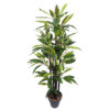 Dracena Variegata multitronco - 150cm.