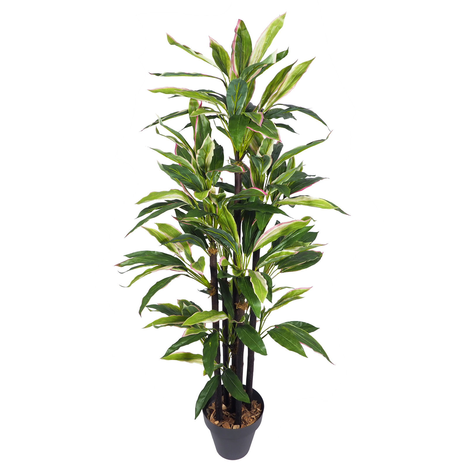 3617315.jpg Dracena Variegata multitronco - 150cm. - Imagen 1