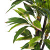 Dracena Variegata multitronco - 150cm. - Imagen 2
