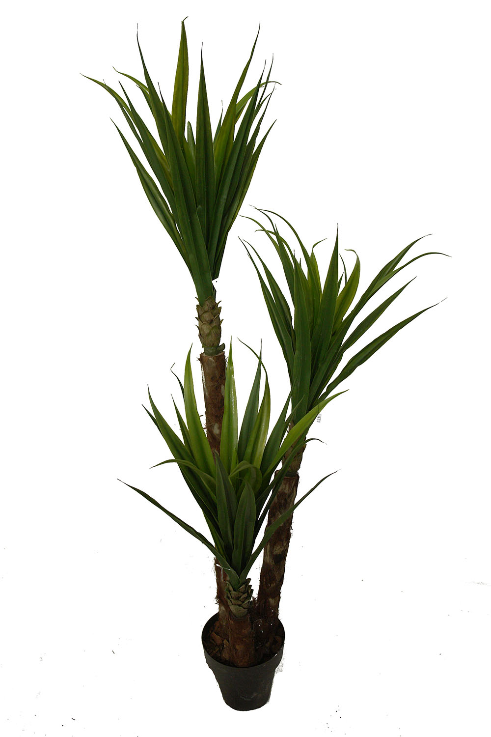 3617618.jpg Yuca Tropical 3 troncos tropicales - 180cm - Imagen 1